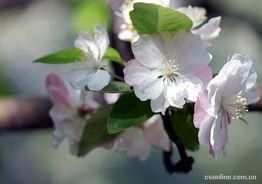 海棠在线观看,沉浸式观赏,尽享春日海棠盛宴 第1张 海棠在线观看,沉浸式观赏,尽享春日海棠盛宴 第1张